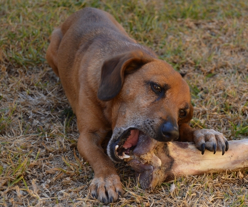 dog bone resized