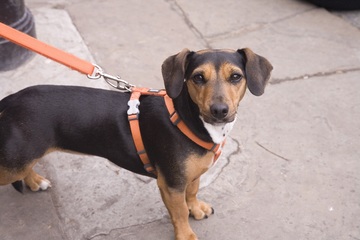 dog in harness