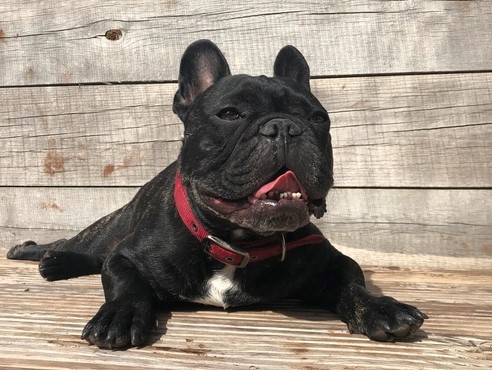 frenchie heatstroke resized