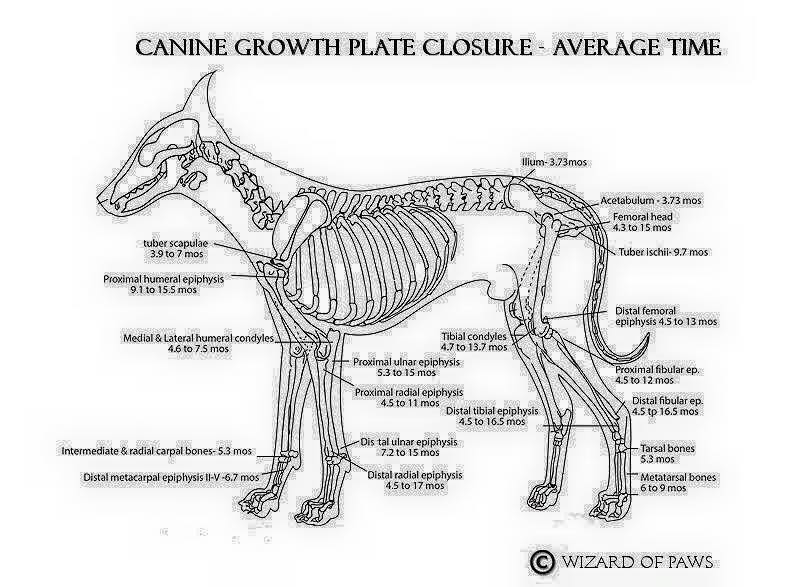 growth plate closure stages