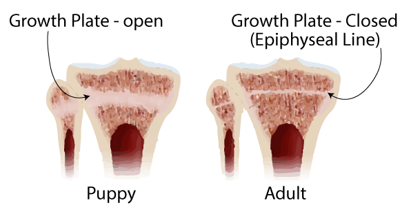 growth plates