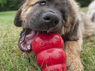 stuffed kong