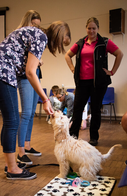 rsz_1puppy_class_riley_sit.jpg