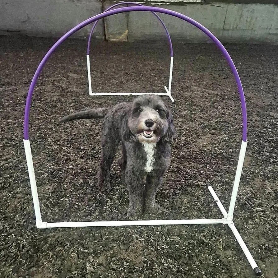 Canine Hoopers Classes